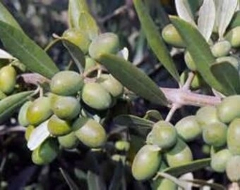 روغن زیتون بکر (Virgin)