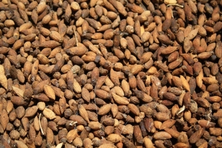 روغن زیتون پومیس (تفاله زیتون - Pomace)