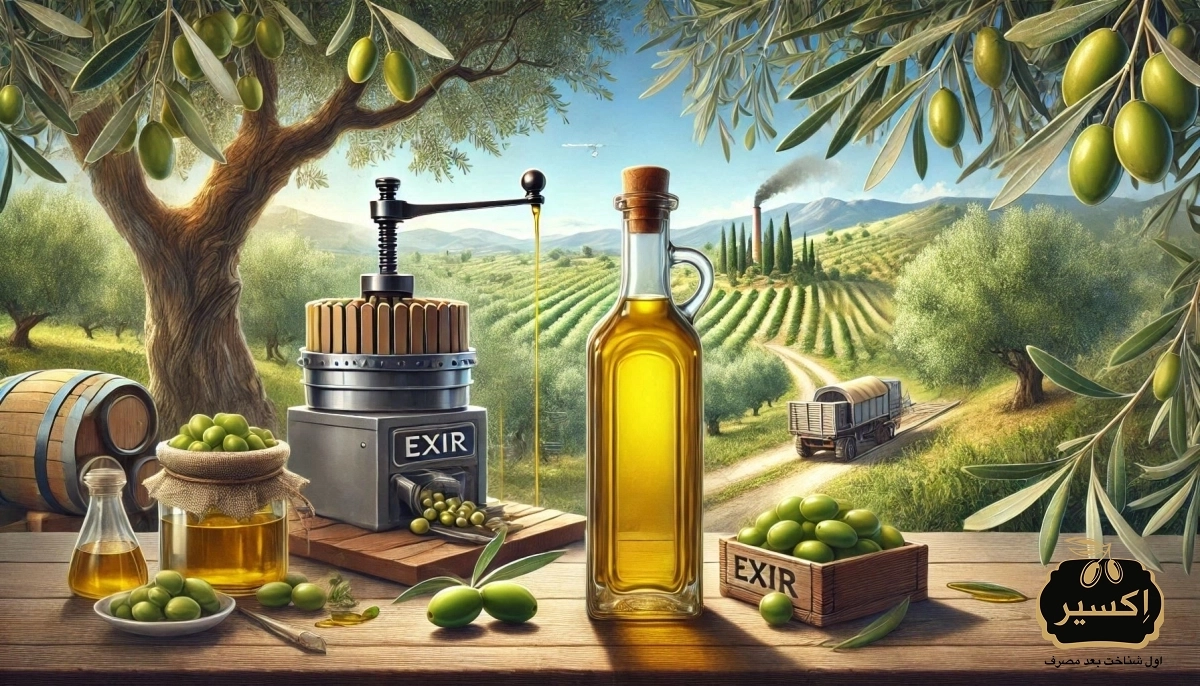 از درخت زیتون تا بطری: مراحل تولید روغن زیتون فرابکر